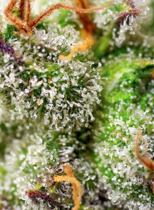 SWEET SEEDS - GREEN POISON F1 FAST VERSION
