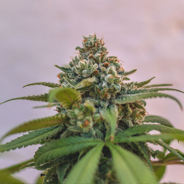 ROYAL QUEEN SEEDS - GREEN CRACK PUNCH - USA PREMIUM