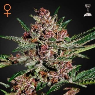 GREEN HOUSE - BUBBA KUSH