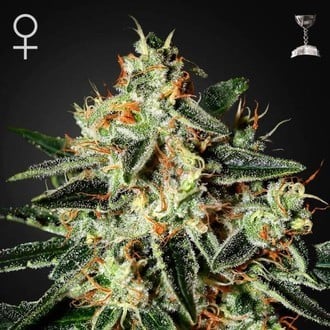 GREEN HOUSE - GH CHEESE