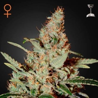 GREEN HOUSE - CHEMDOG
