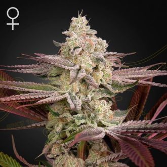 GREEN HOUSE - CHEMICAL BRIDE FEM