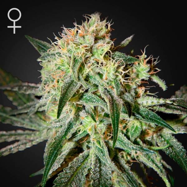 GREEN HOUSE - DARK PHOENIX FEM