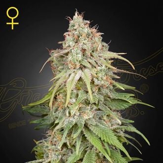 GREEN HOUSE - GH AMNESIA FEM