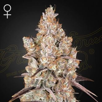 GREEN HOUSE - HOLY SNOW FEM