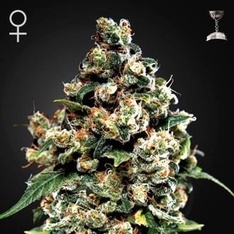 GREEN HOUSE - JACK HERER