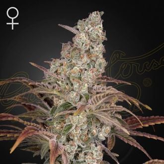 GREEN HOUSE - JACK'S DREAM FEM