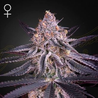 GREEN HOUSE - KING'S JUICE FEM