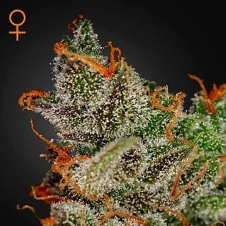 GREEN HOUSE - KING'S KUSH