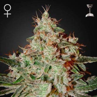 GREEN HOUSE - LEMON SKUNK