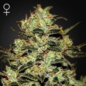 GREEN HOUSE - MOBY DICK