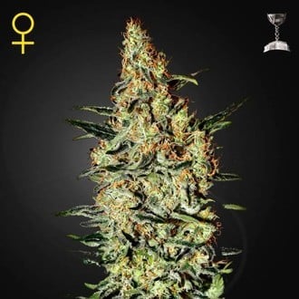 GREEN HOUSE - NEVILLE'S HAZE