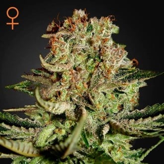 GREEN HOUSE - SUPER BUD
