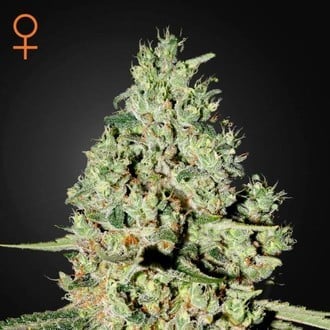 GREEN HOUSE - SUPER CRITICAL