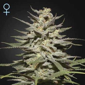GREEN HOUSE - SUPER LEMON HAZE CBD
