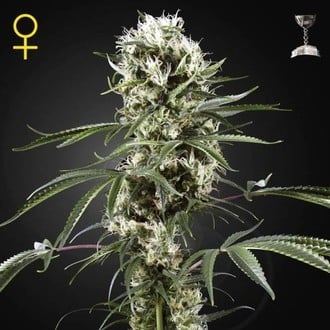 GREEN HOUSE - SUPER LEMON HAZE