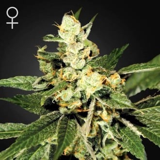 GREEN HOUSE - TRAIN WRECK