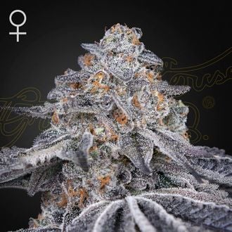 GREEN HOUSE - VELVET MOON FEM