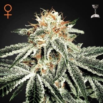 GREEN HOUSE - WHITE WIDOW