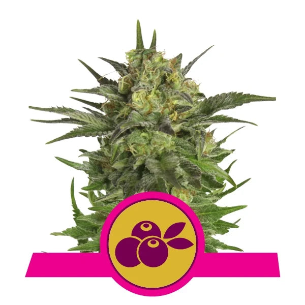 ROYAL QUEEN SEEDS - HAZE BERRY FEMMINIZZATA