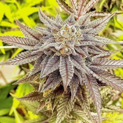 DUTCH PASSION - HIFI 4G FEMMINIZZATA