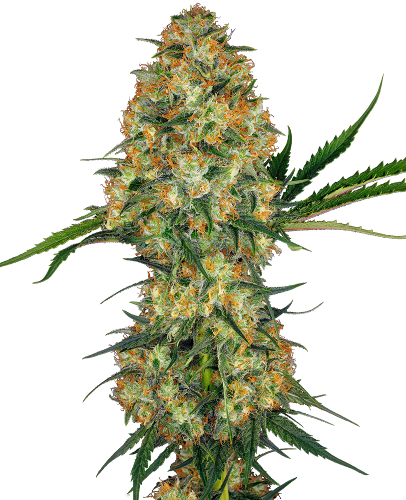 SENSI SEEDS - HINDU KUSH FEMMINIZZATA