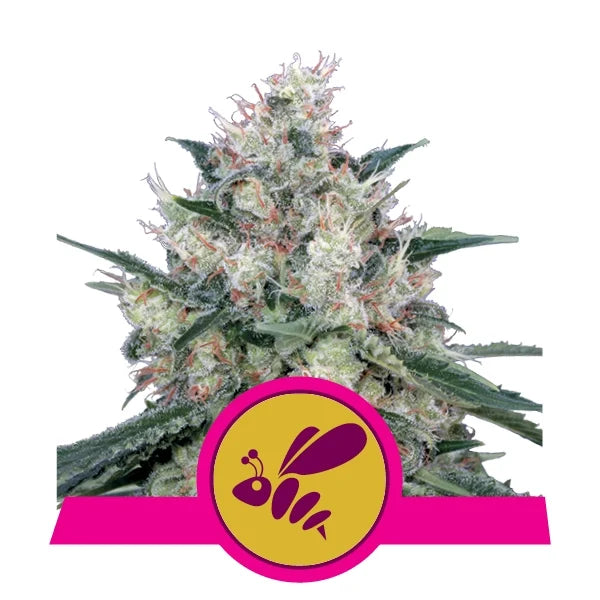 ROYAL QUEEN SEEDS - Honey Cream (Fast Flowering)
