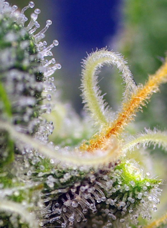 SWEET SEEDS - HONEY PEACH CBD AUTO