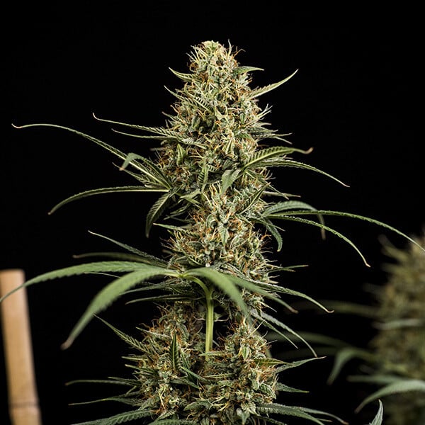 ROYAL QUEEN SEEDS - HULKBERRY AUTO