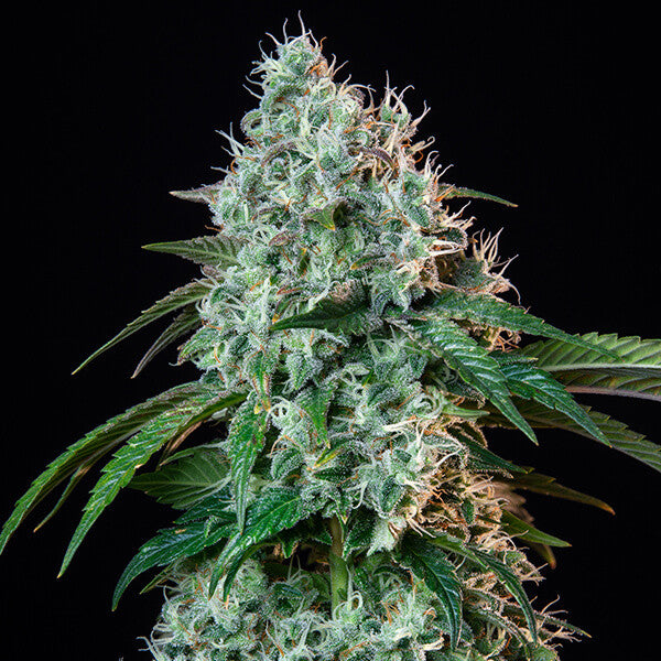 ROYAL QUEEN SEEDS - HULKBERRY - USA PREMIUM