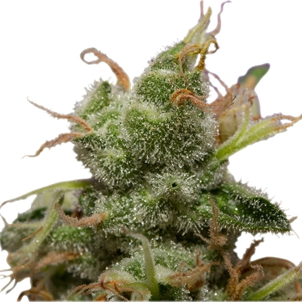 ROYAL QUEEN SEEDS - ICE