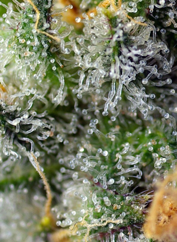 SWEET SEEDS - INDIGO BERRY KUSH