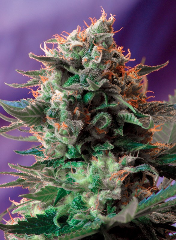 SWEET SEEDS - Jack 47 F1 Fast Version®