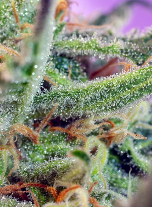 SWEET SEEDS - JACK 47