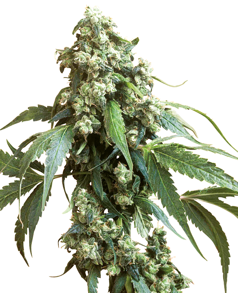 SENSI SEEDS - JACK FLASH #5 FEMMINIZZATA