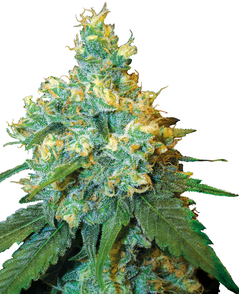 SENSI SEEDS - JACK HERER FEMMINIZZATA - REDUX SERIES