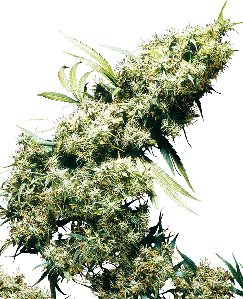 SENSI SEEDS - JAMAICAN PEARL FEMMINIZZATA - REDUX SERIES