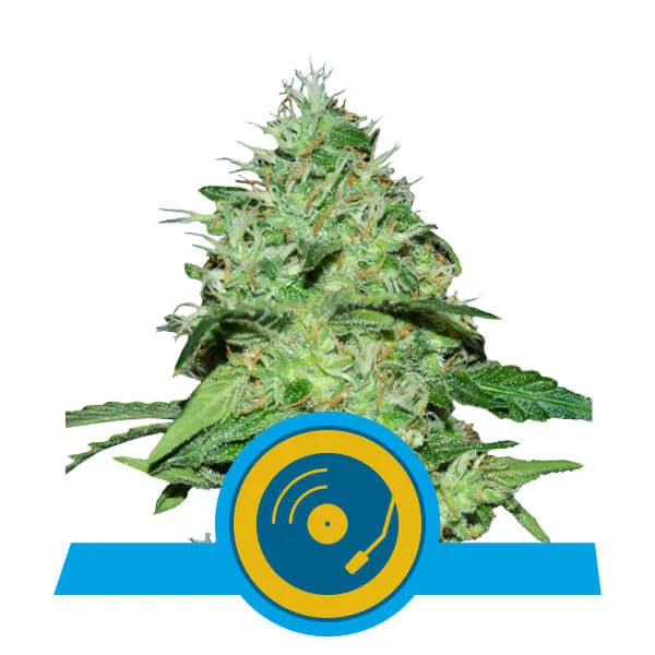 ROYAL QUEEN SEEDS - JOANNE'S CBD