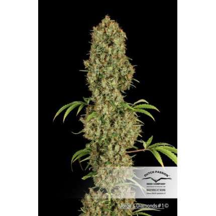 DUTCH PASSION - JORGE'S DIAMONDS#1 FEM