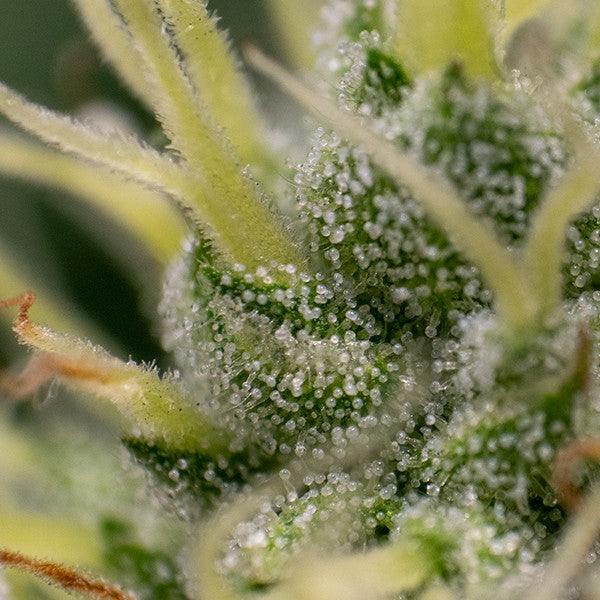 ROYAL QUEEN SEEDS - KALI DOG