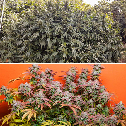 DUTCH PASSION - KEROSENE KRASH FEMMINIZZATA