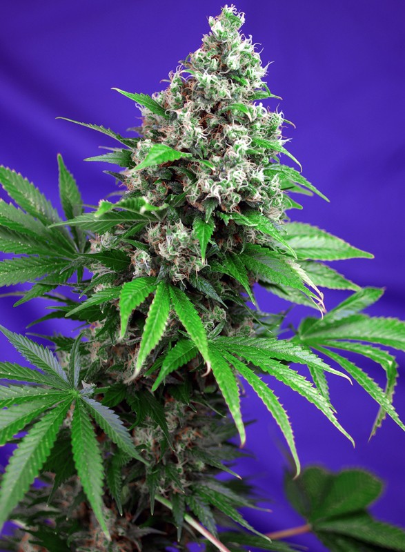 SWEET SEEDS - KILLER KUSH F1 FAST VERSION