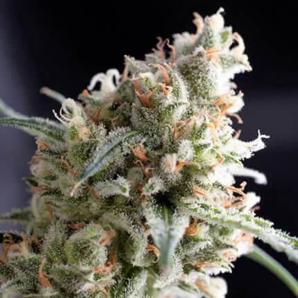 PYRAMID SEEDS - KUKULKAN FEM