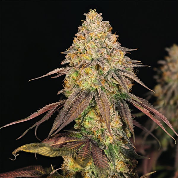 ROYAL QUEEN SEEDS - LEGENDARY OG PUNCH - USA PREMIUM