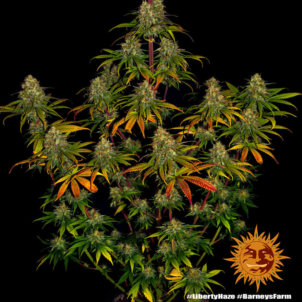 BARNEY'S FARM - LIBERTY HAZE FEM