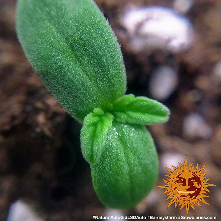 BARNEY'S FARM - LSD AUTO