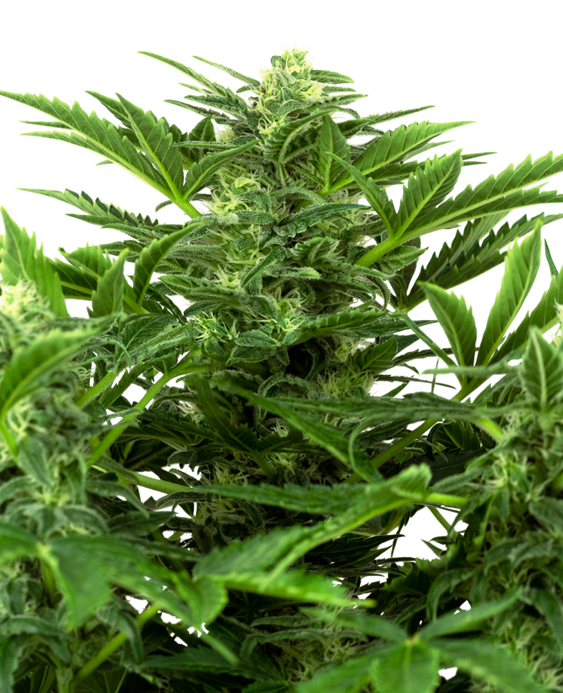 SENSI SEEDS - MANDARINE PUNCH AUTO - RESEARCH