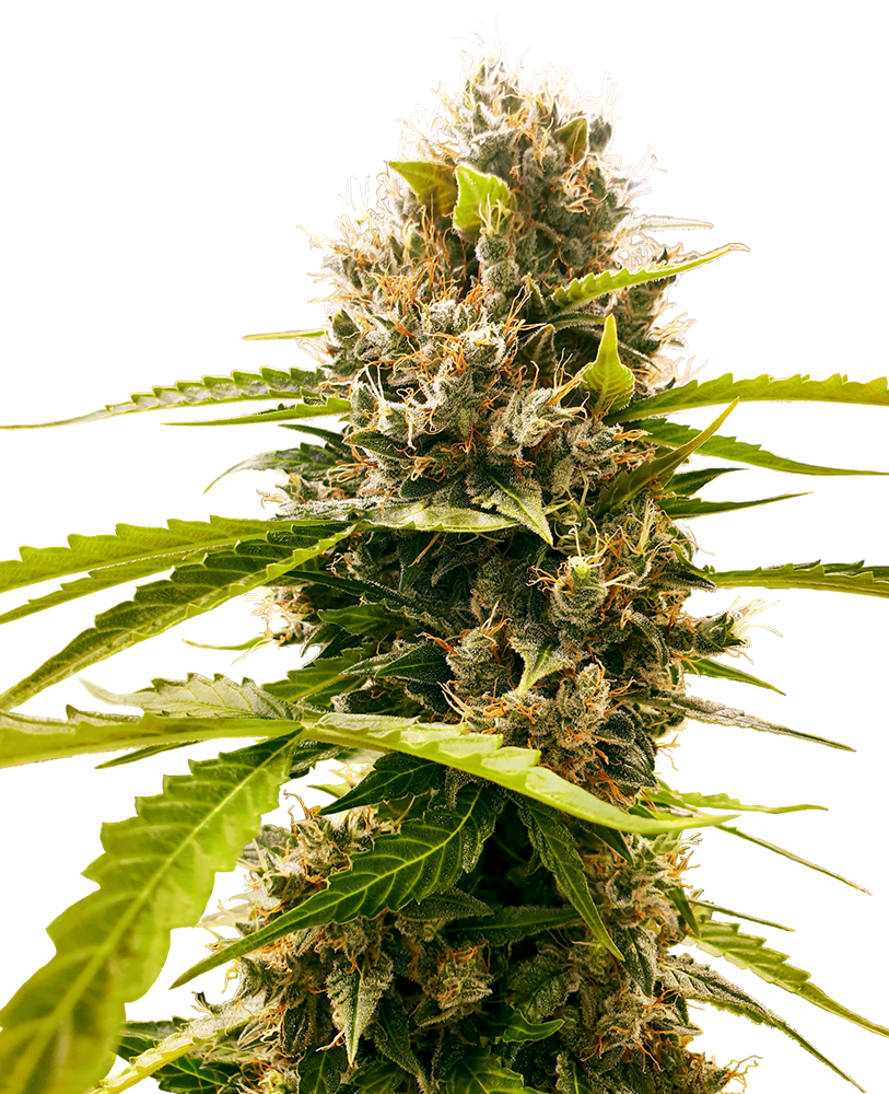SENSI SEEDS - MANDARIN PUNCH FEMMINIZZATA - RESEARCH