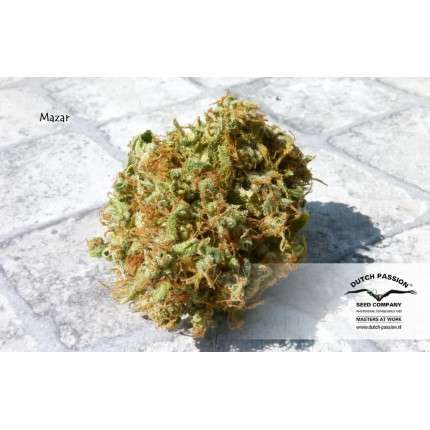 DUTCH PASSION - MAZAR FEMMINIZZATA