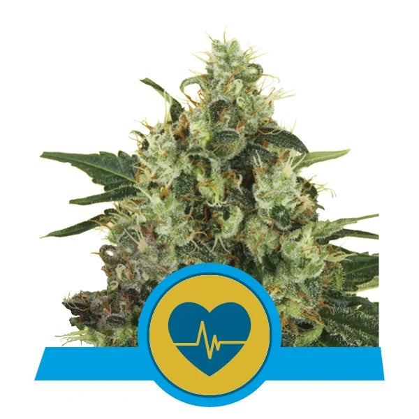 ROYAL QUEEN SEEDS - MEDICAL MASS